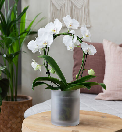 Hvit orkidé på bøyle i glasspotte